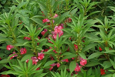 Impatiens balsamina